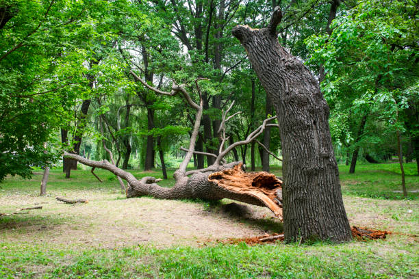 How Our Tree Care Process Works  in  Taft, FL